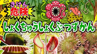 【危険生物】危険！食虫植物ずかん　ハエトリグサ、モウセンゴケ、ウツボカズラ、サラセニア