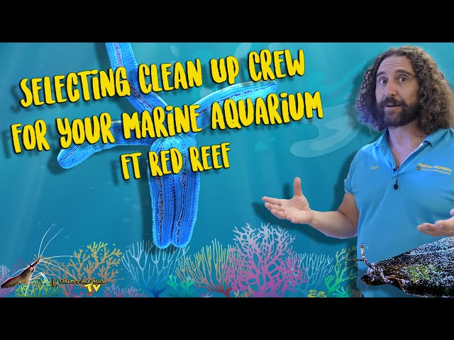 Selecting Clean Up Crew for your marine aquarium ft Red Reef class=