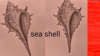 Sea shell drawing easy