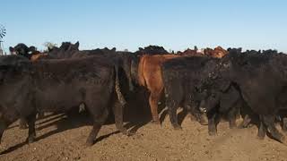 Ricardo Hoffmann Tv3