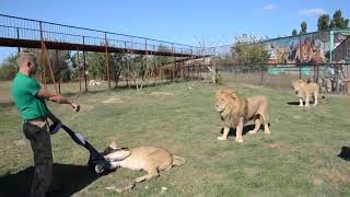 Fierce Lioness Steals Man's Jacket And Lion Bite Her To Let Go Of It!