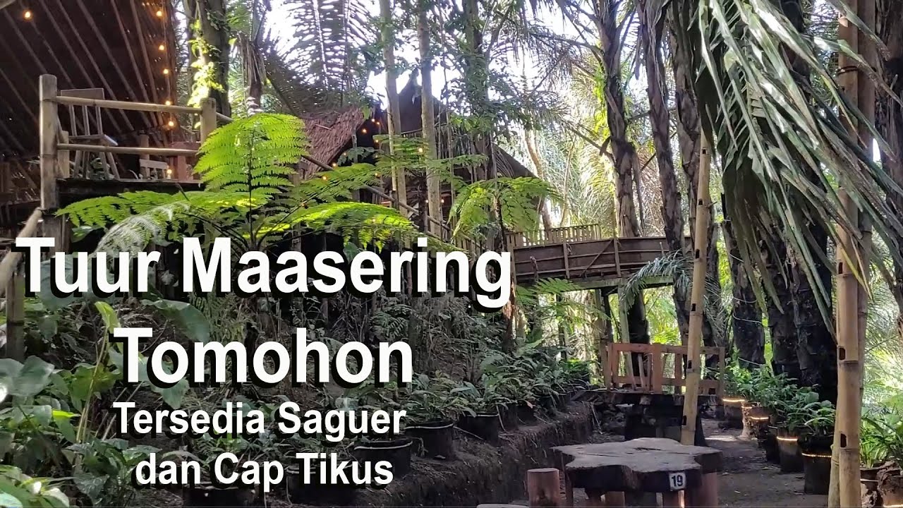 Tuur Maasering, Wisata Alam di Bawah Pohon Aren dan Bisa Minum Saguer dan Cap Tikus, Tomohon.