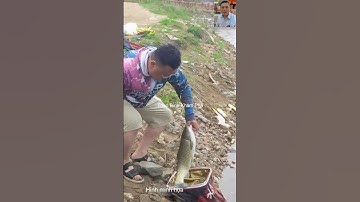 Câu được cá to và bất ngờ phía sau #thưgiãn #dongvat #shortvideo #animals #shorts #wildlife