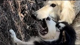 Malamute vs. Wolf