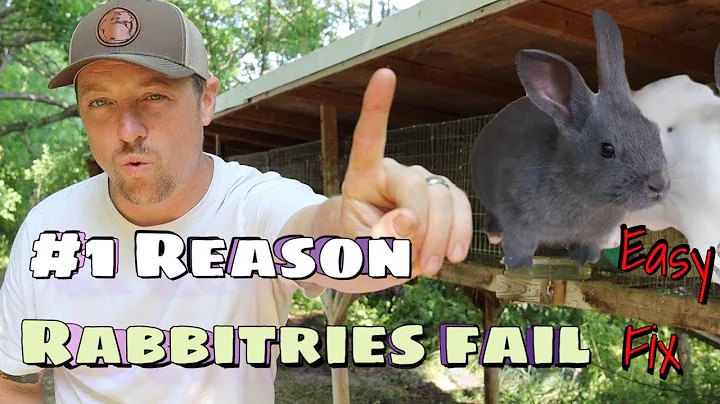 The Number One Reason Rabbitries Fail - DayDayNews