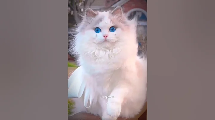 Watch the video about Funny cat videos | beautiful and cute female cats #cat #cats #shortsvideo #cutecat #funny #meow