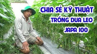 CHIA SẺ KỸ THUẬT TRỒNG DƯA LEO (DƯA CHUỘT) JAPA 100 - NHÀ NÔNG VIỆT THỰC HIỆN