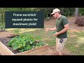 Prune zucchini and squash plants for MAXIMUM production| Promotes new growth and prevents disease