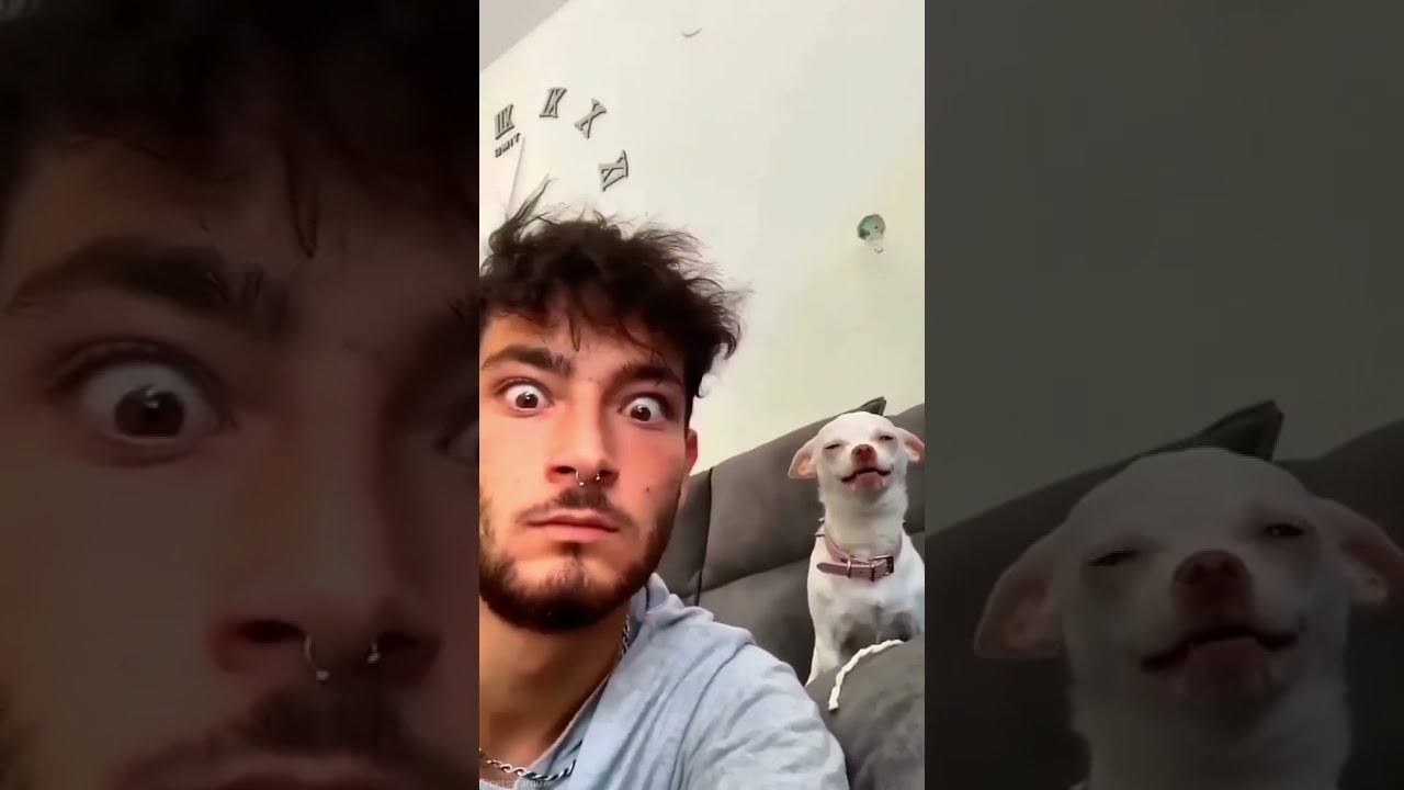 Niki angry Chihuahua ? #short #ytshort #chihuahuas #pets #dogs ‎@Chihuahua TV   ‎@mreviatar 