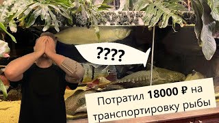 Потратил 18000 рублей на транспортировку рыбы , или авантюра которая закончилась провалом