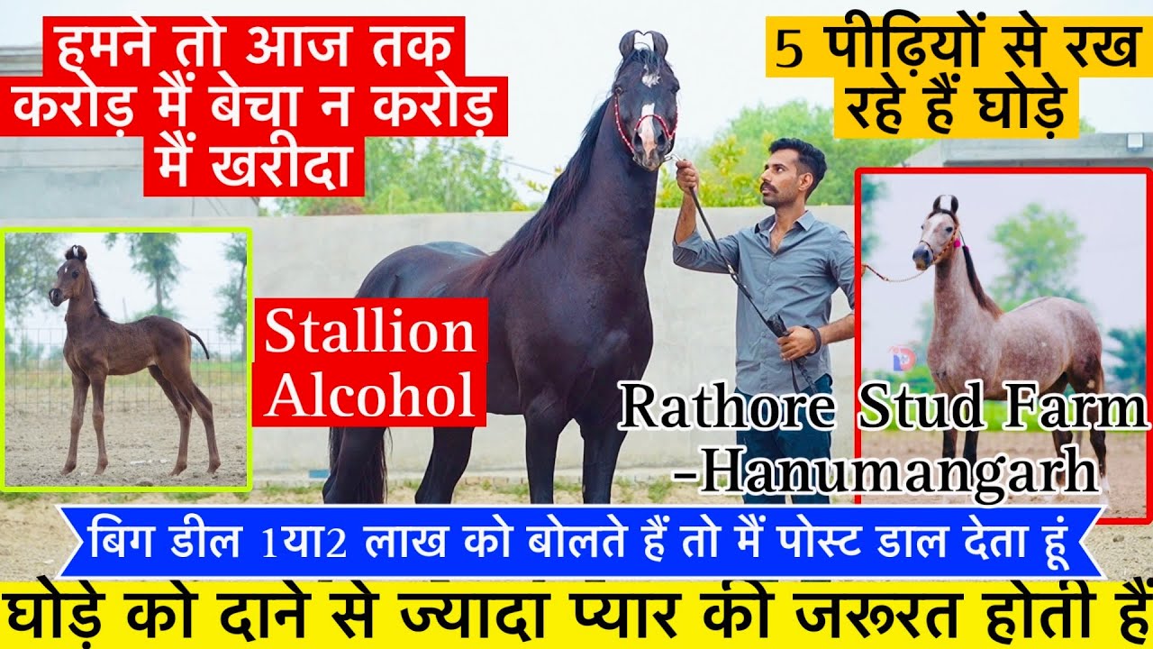 अरविंद भाई ने क्यों कहा घोड़ों को फीड से ज्यादा प्यार की जरूरत होती हैं देखिए इस फार्म के घोड़े !