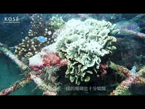 雪肌精SAVE the BLUE 2019年度台灣在地珊瑚復育成果