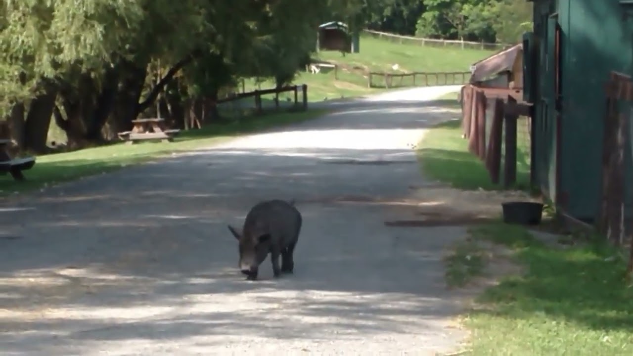 This little piggy went to market. 