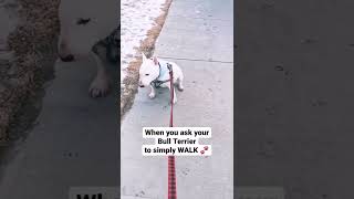 Any Other Bull Terrier Owners Can Relate?