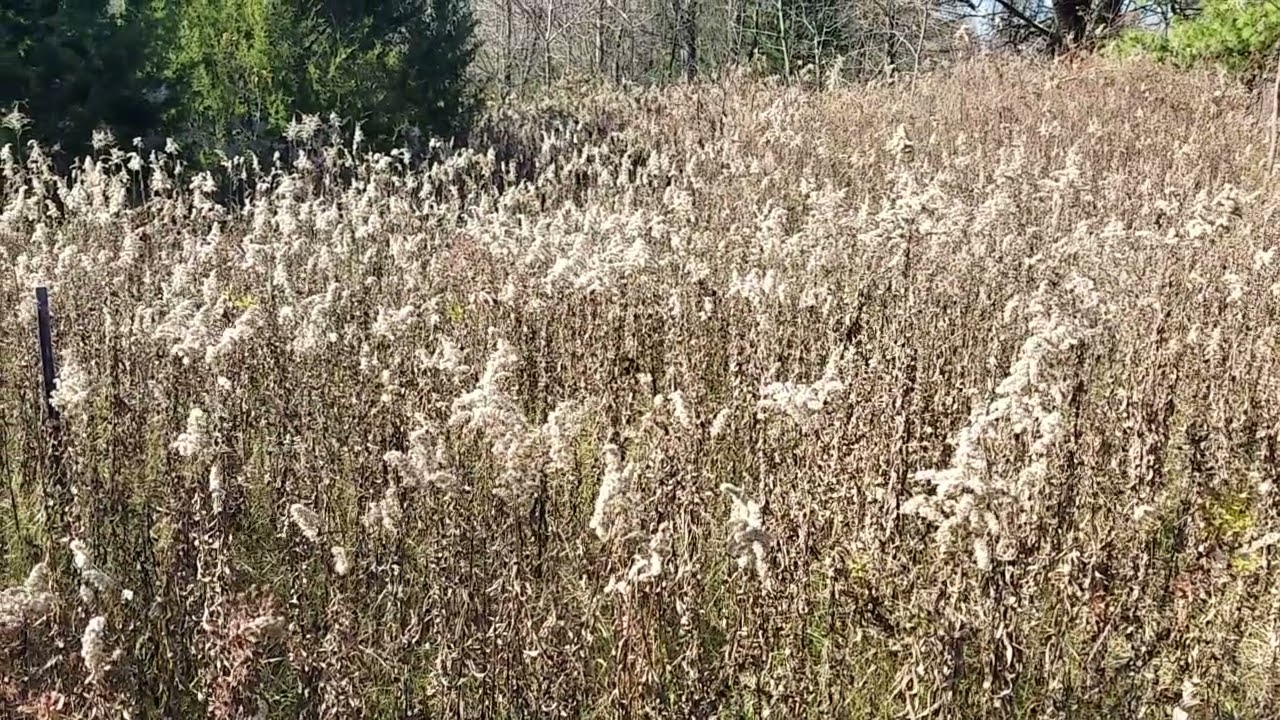Fields of Goldenrod Feeding Birds