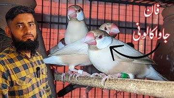 Fawn java Sparrow breeding setup | Alhmdulilah har month in sy 1.5 sy 2 lakh tk average profit ai