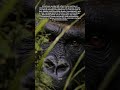 Why Silverback Gorillas Prefer Dense Forest Cover for Rest and Observation
