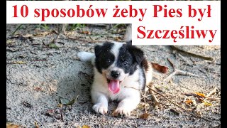 10 sposobów żeby Pies był Szczęśliwy