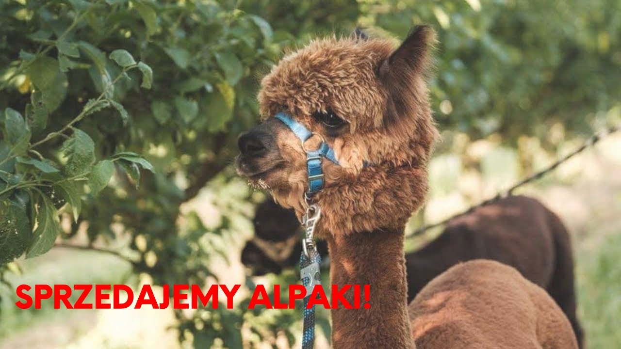 Sprzedajemy Alpaki! Dla kogo i do czego? | Kraina Alpak
