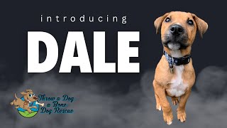 Meet Dale, an adoptable puppy from Throw a Dog a Bone Dog Rescue