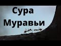 Сура АН НАМЛЬ МУРАВЬИ 