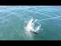 Great white shark attacks spear fisherman