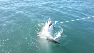 Great White Shark Attacks Spear Fisherman