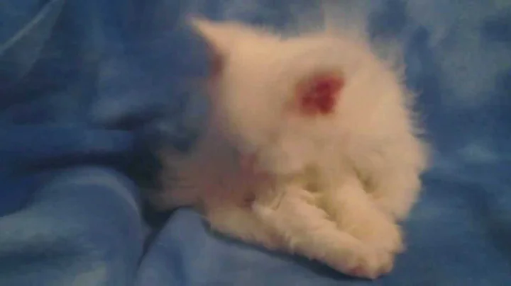 Video 3105141: persian kittens cattery, persian kitten blue eyes, eyed white persian kitten, white male persian kitten, persian kitten doll, persian kitten adoption