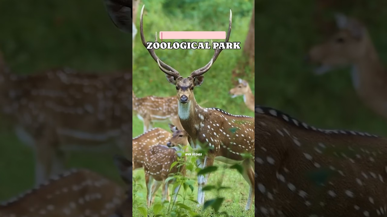 Niligiri Biosphere Nature Park 🦌✨ 