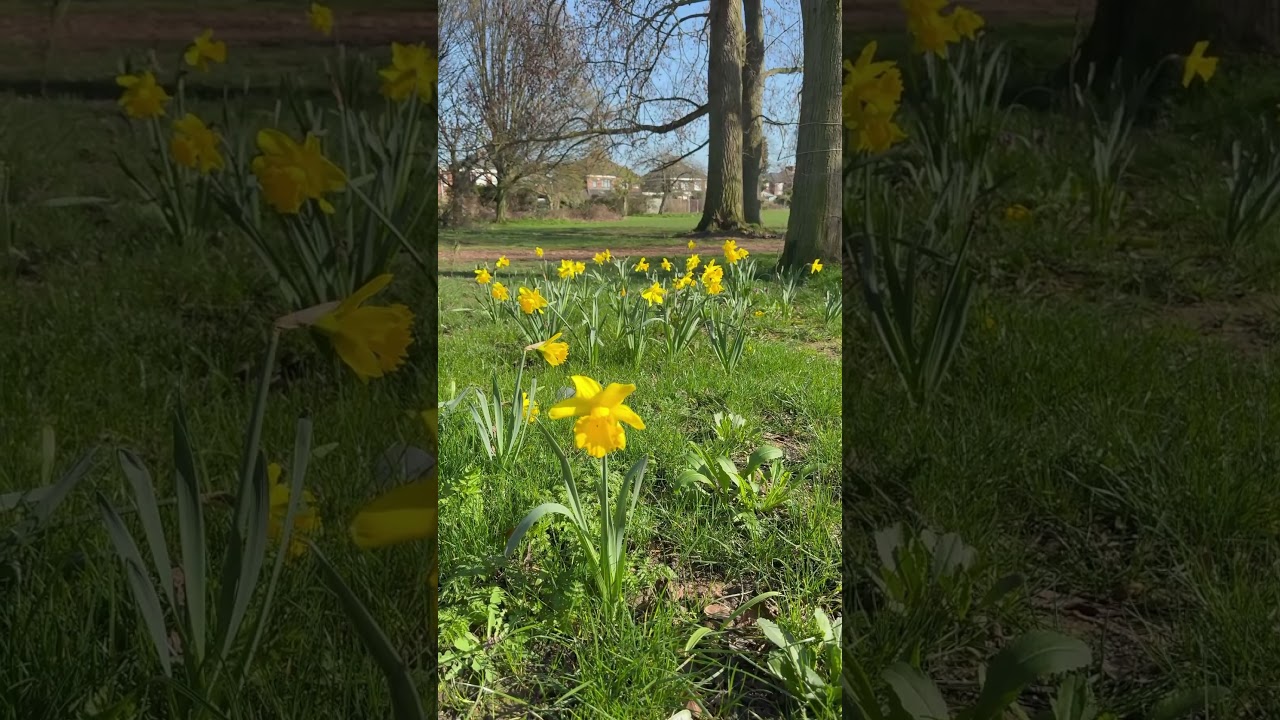  View Come for a walk around the Hull Nature Trail – a circular route around Oak Road Playing Fields