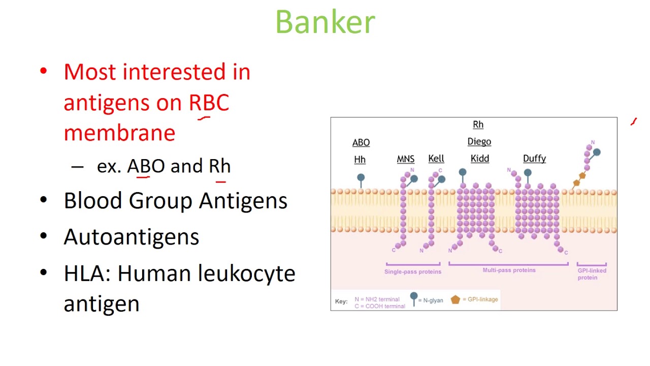 Lecture 2 antibodies and antigens