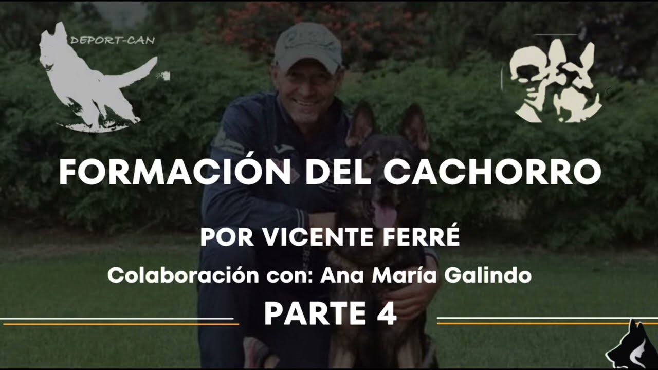 Aprende a formar a tu perro para competir en IGP - Parte 4