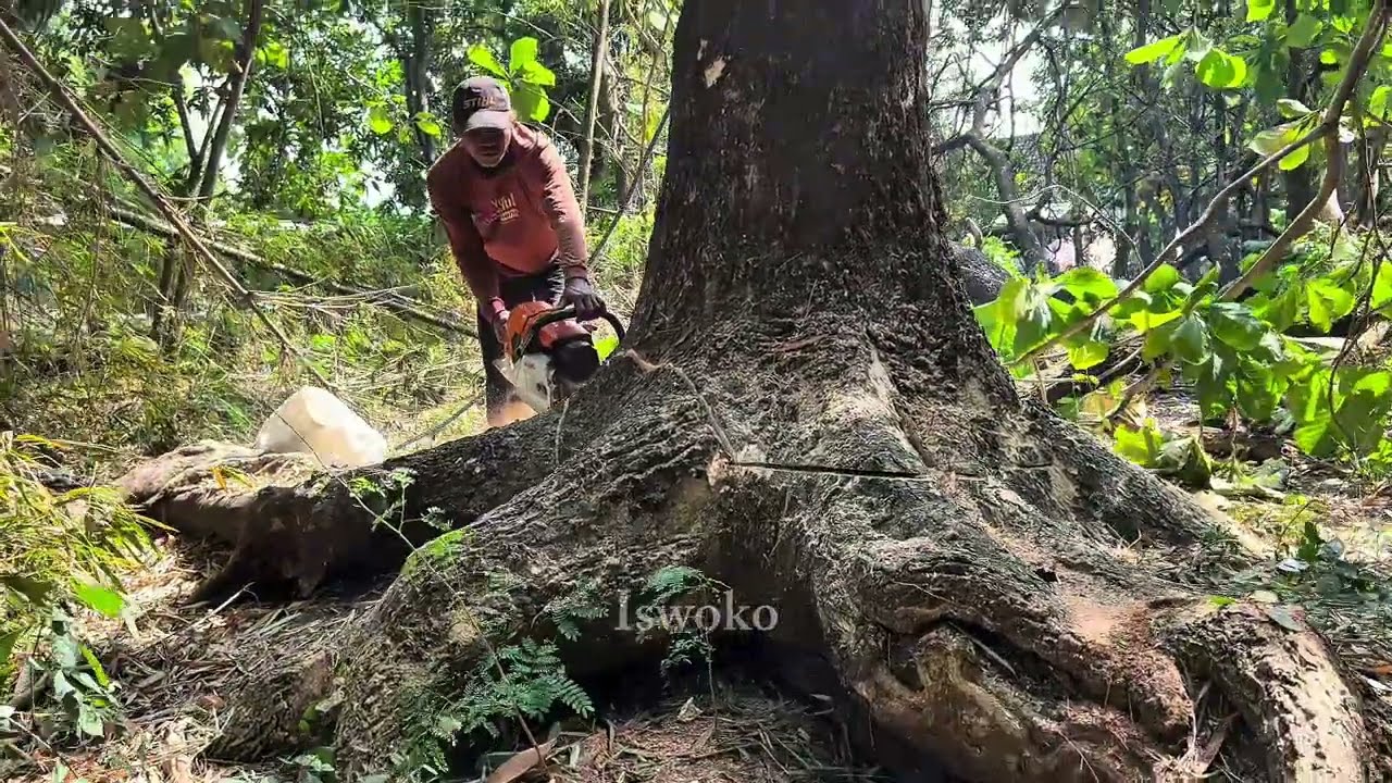 The first tree was destroyed, the next three trees fell in one go‼️