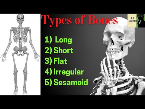 Types of Bones | Classification of Bones | Long Short Flat Irregular sesamoid | Facts about Bones