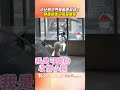 小比熊守門等郵差叔叔! 見面秒衝迎接超開心｜TVBS新聞@TVBSNEWS01