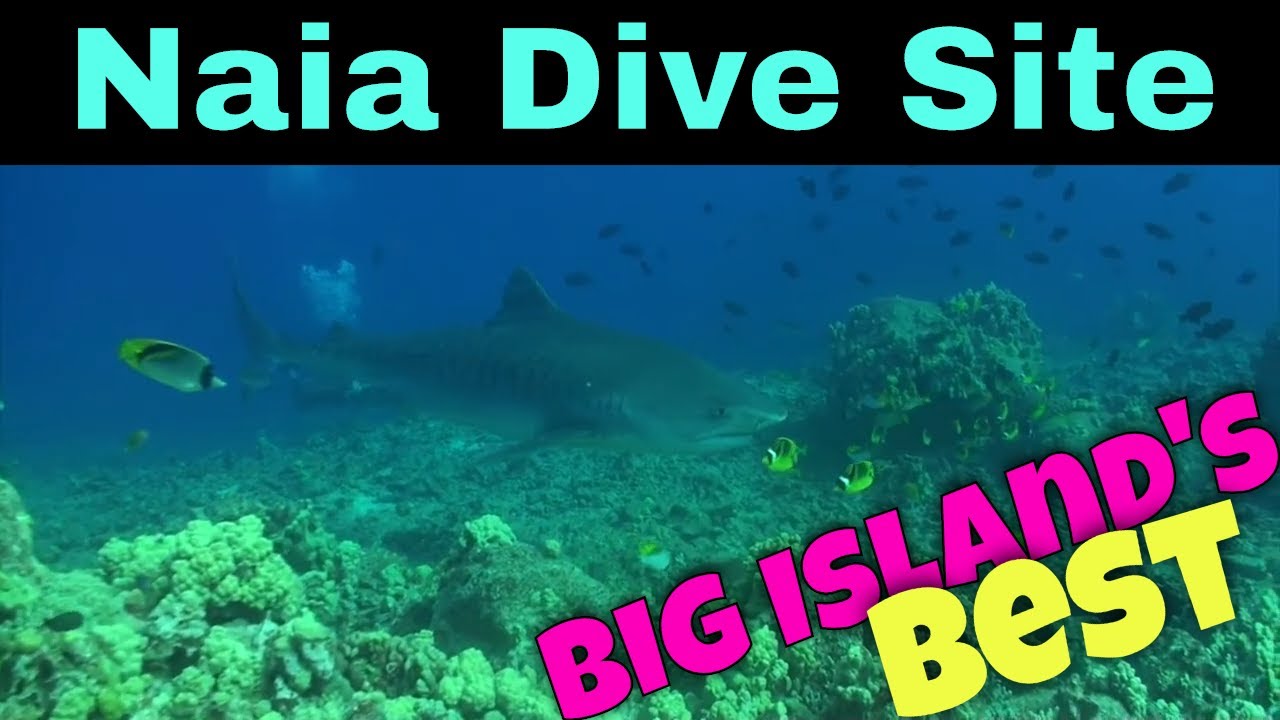 Big Island Scuba Diving Naia Dive Site Kona Honu Divers YouTube