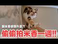 【好味小姐】偷偷拍米香一週！！跟米香感情升溫？！｜好味貓日常271