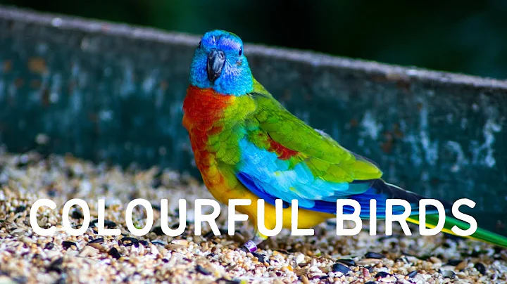 Most Beautiful Birds in the World | Breathtaking Beauty of Earth’s Most Exquisite Birds