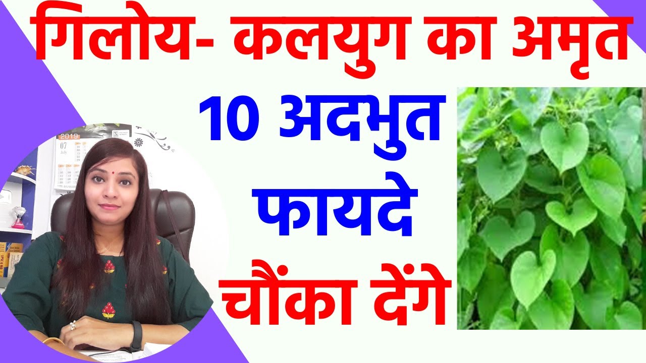 Giloy ke fayde, giloy plant kya hai, kaisa hota hai, giloy juice kaise