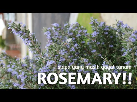 Video: Rosemary Berbunga Merah Muda: Menumbuhkan Rosemary Merah Muda Di Taman