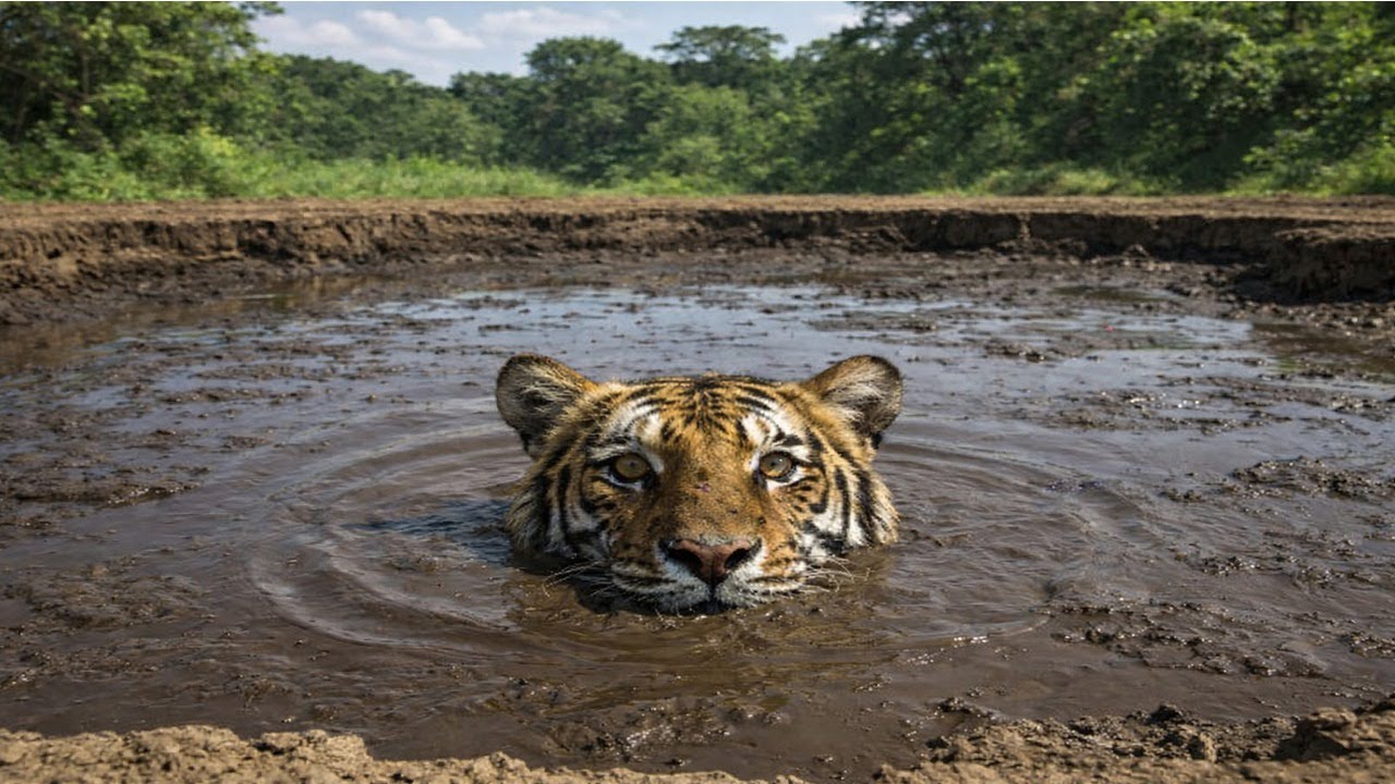 Trapped in the Mud The Dangerous Rescue of a Tiger’s Life