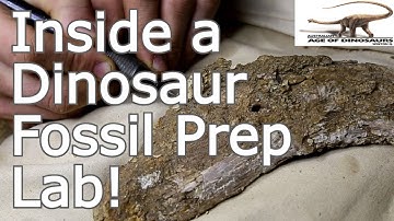 Earth Science Week: Inside a Dinosaur Prep Lab
