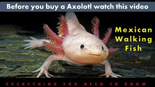 Mexican Walking Fish  Axolotl | Knowing, Caring and Breeding