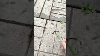 уксус с водою против сорняков