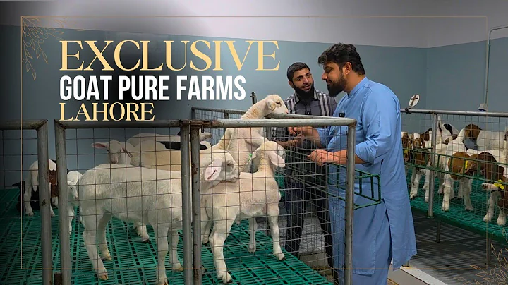 MODERN HIGH-TECH GOAT FARMING-MODERN TECHNOLOGY-DAIRY GOAT FARMING-Part 2 @GoatPurefarms