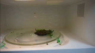 Homie Almost Explodes His Microwave