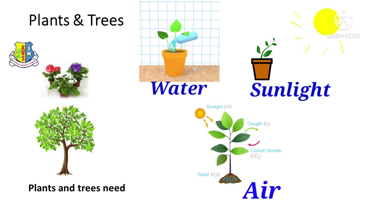 Primary 1 Science The Basic Needs Of Living Things Online Learning Primary 1 Science The Basic Needs Of Living Things Online Learning