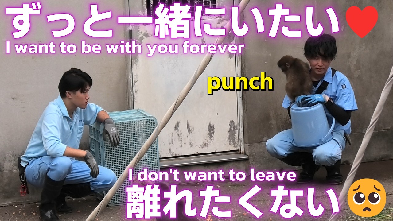 Monkey Punch Diary 🐵] I want to be with Daddy forever ♥ I don't