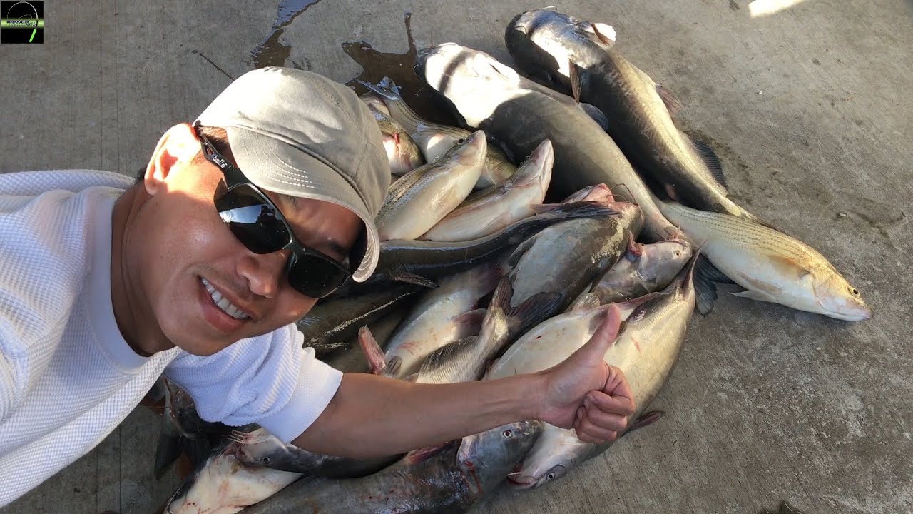 Catfish and Wiper Fishing Câu Cá Bông Lau EP31 YouTube