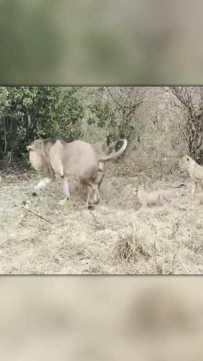 Bold Move: Cobra Enters Lion Bush Uninvited!